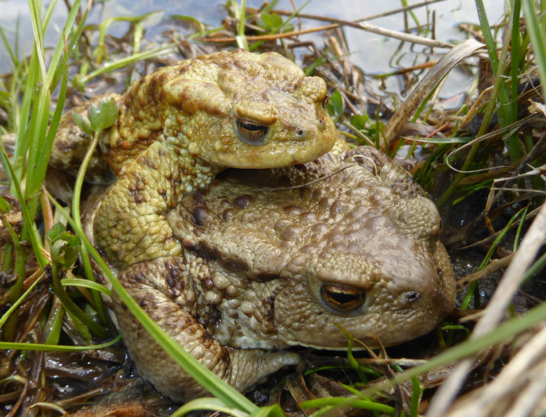 uova e rane di Bufo bufo .....(Rospo comune)